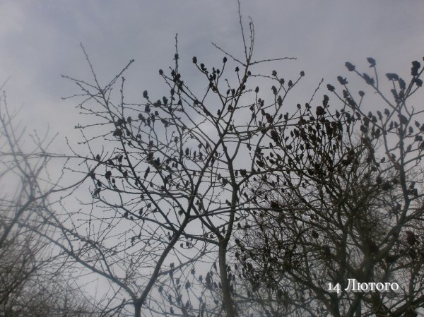 14 Лютого