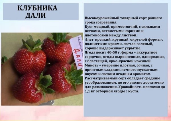 Клубника Дали