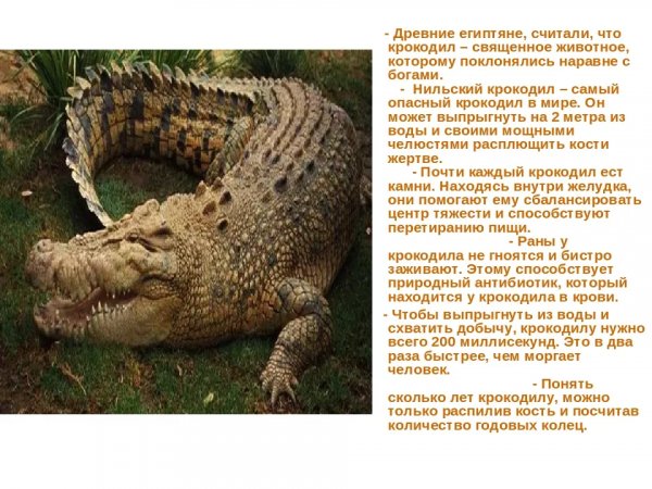 Крокодил