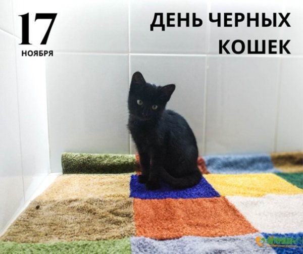 День черных кошек