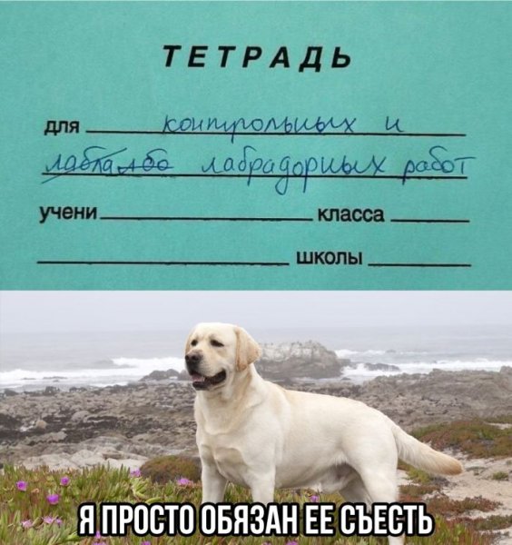 F70afb57dd otbornyj-jumor-v-kartinkah-i-memah-s-nadpisjami-4