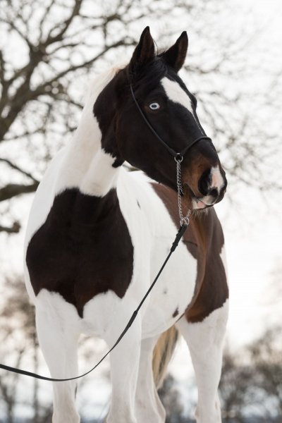 Horse-love
