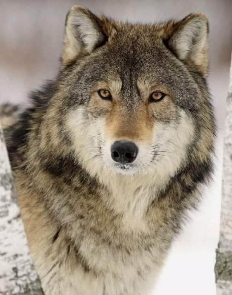 Gray-wolf