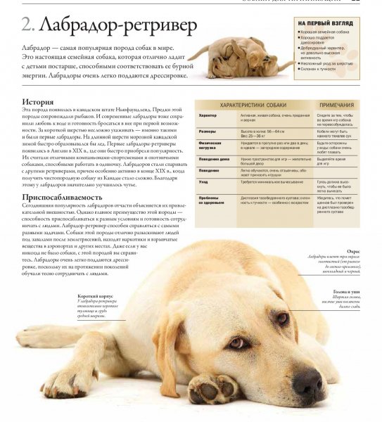 Лабрадор - ретривер