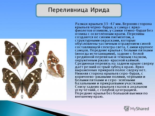 Переливница Ирида