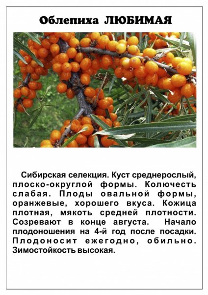 Облепиха Любимая