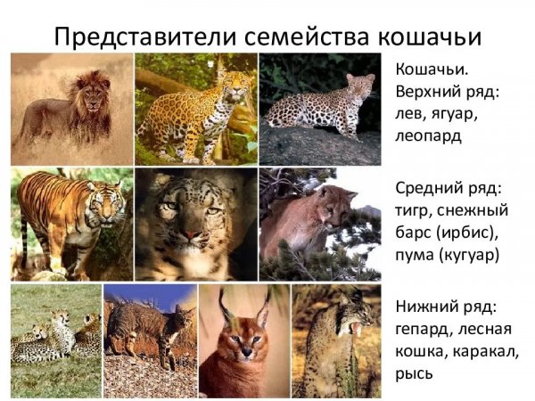 Кошки. Дикие кошки