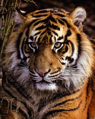 Tigr