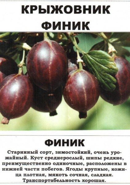 "Финик"