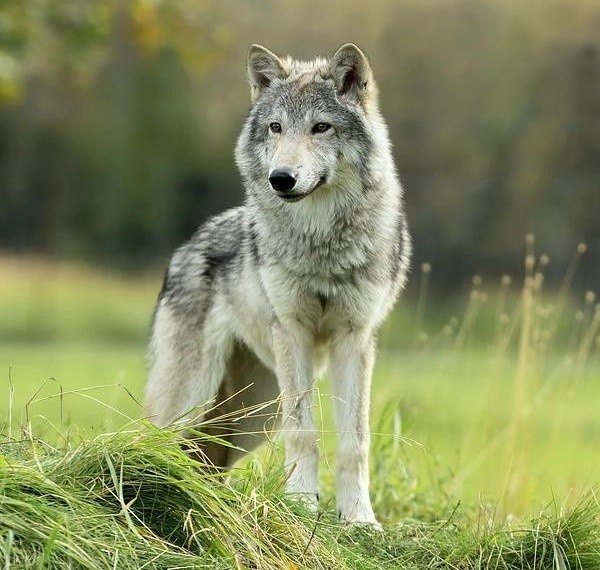 Волк на зелёной травке