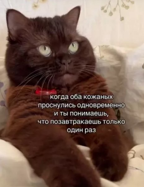 КотЭ)