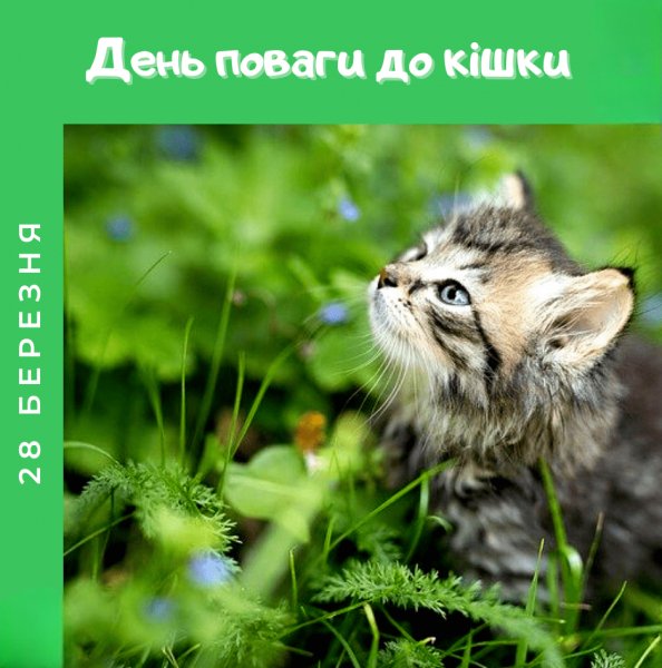 День поваги до Кішки