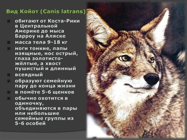 Койот