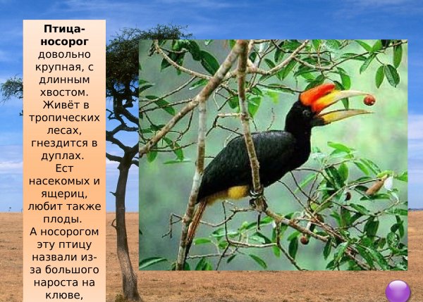 Птица носорог