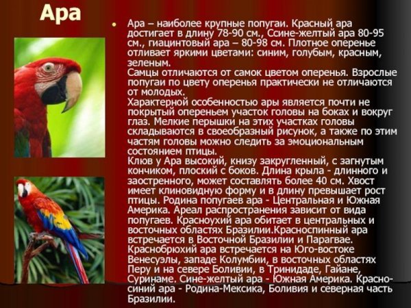 Ара