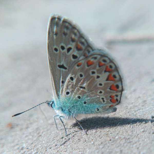 Бабочка Голубянка