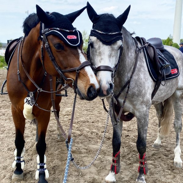 MEDIA # OF HORSE