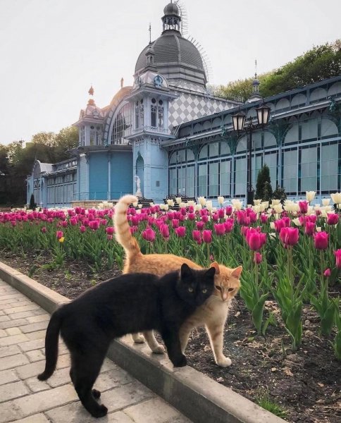 Котики в Пятигорске