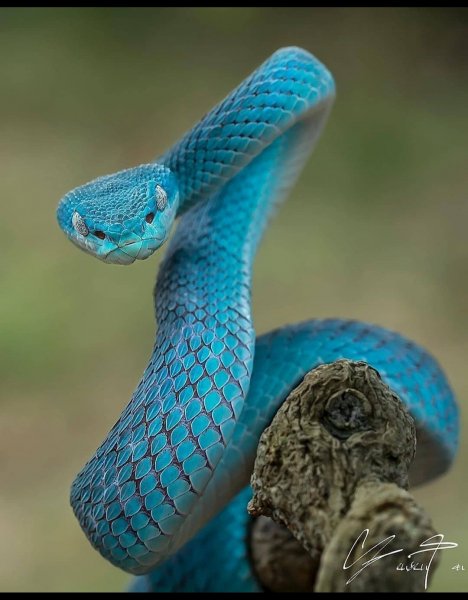 picture_257324948