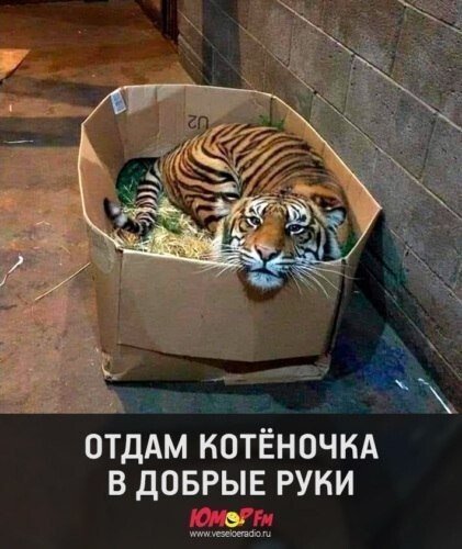Возьмите котёночка!)))