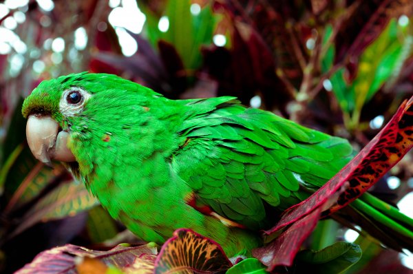 Periquitão - Maracanã