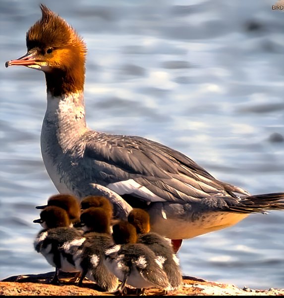 Утка Крохоль с Утятами