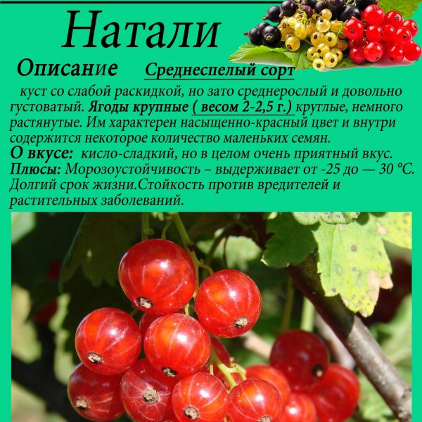 Красная смородина