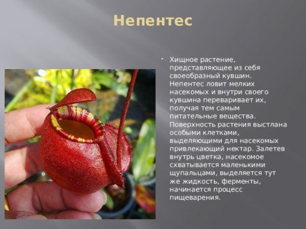 Непентес