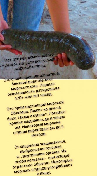 Морской Огурец
