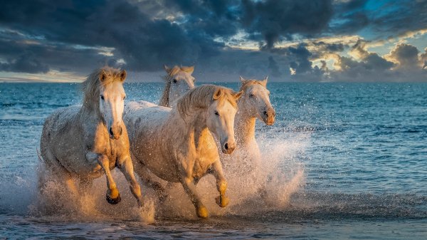 Horses Water Water splash Run Four 4 582051 4020x2261