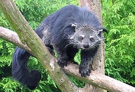 px-Binturong in Overloon (1)