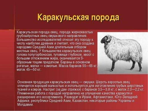 Каракульская порода