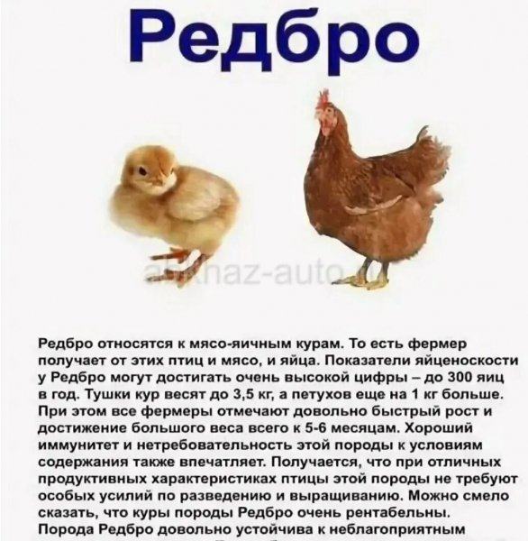 Редбро