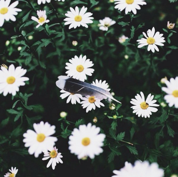 ромашки 011002