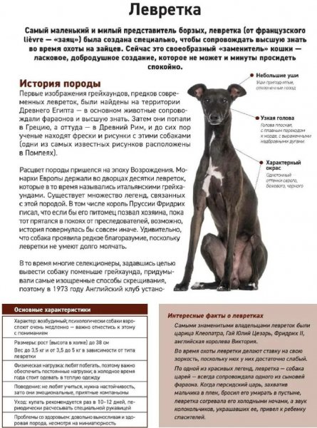 Левретка