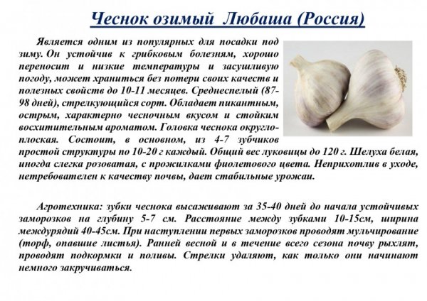 "Любаша "