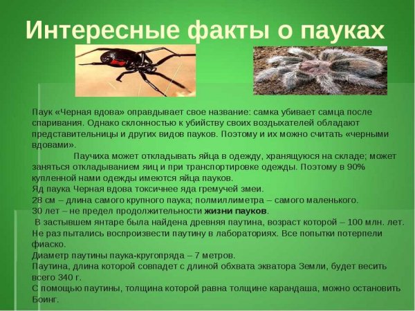 Интересные факты о пауках