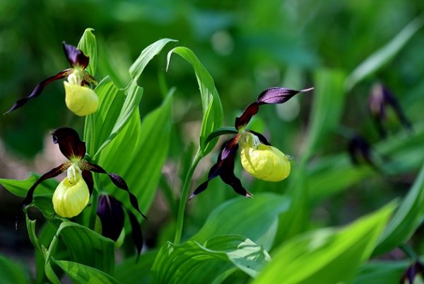 Venerin-bashmachok-nastoyachiy