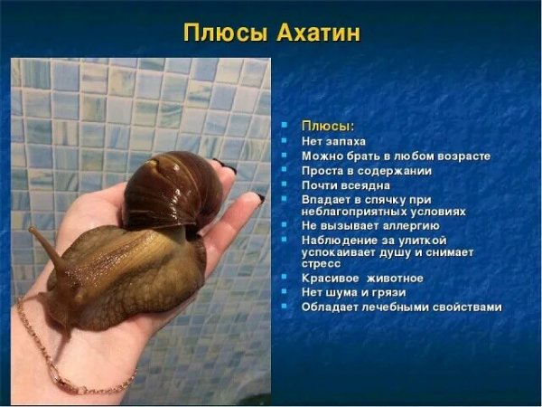 Плюсы Ахатин