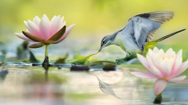 Assorti (HD Wallpapers. Part 273) (32)