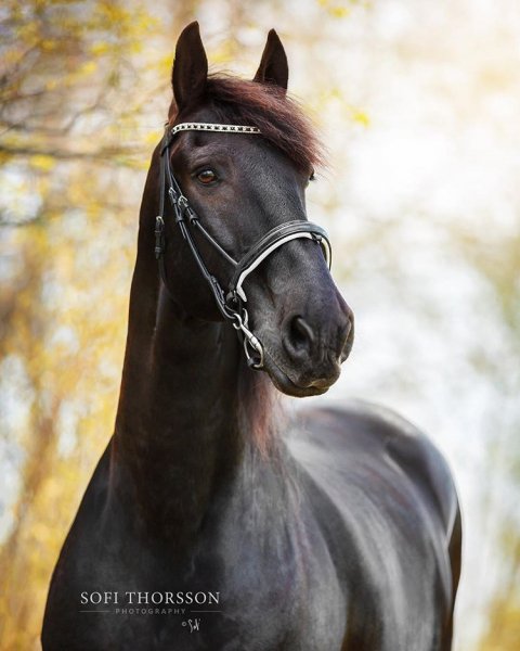 Как их можно не любить!