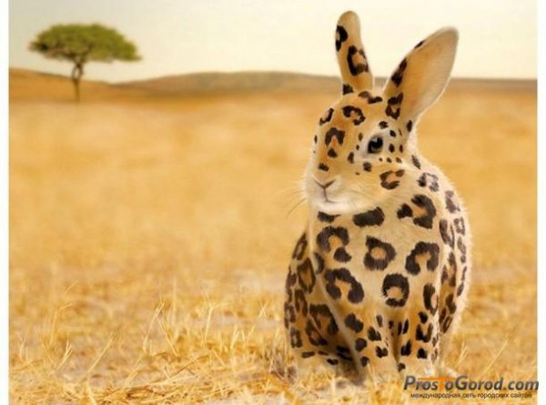 Леопардовый кролик