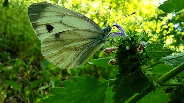 Бабочка брюквенница