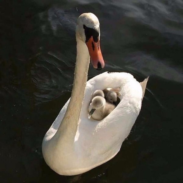 под надежным крылом