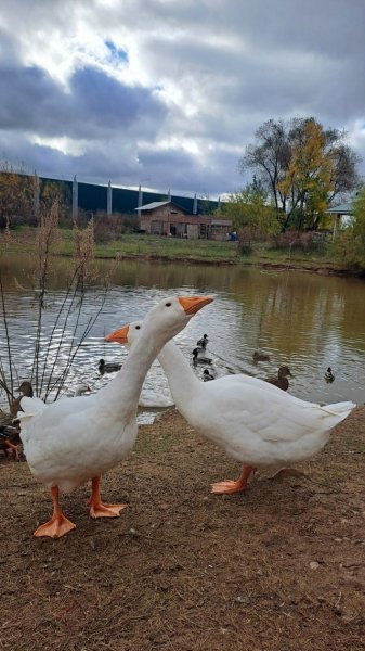Пермские утки и гуси