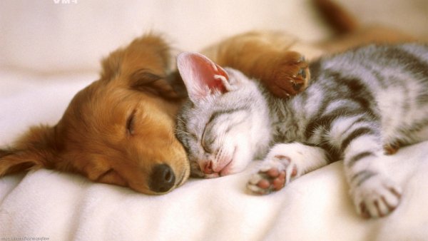 dogs-and-cats-cute-wallpapers
