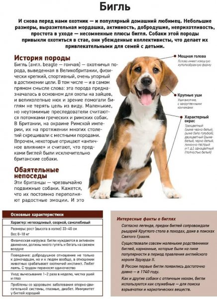 Бигль