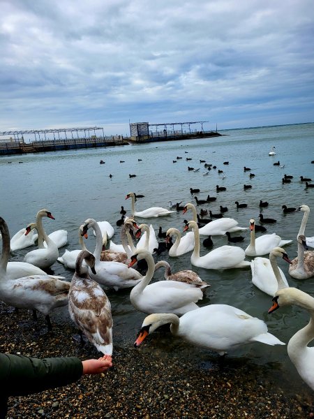 Анапа. Лебеди на галечном пляже