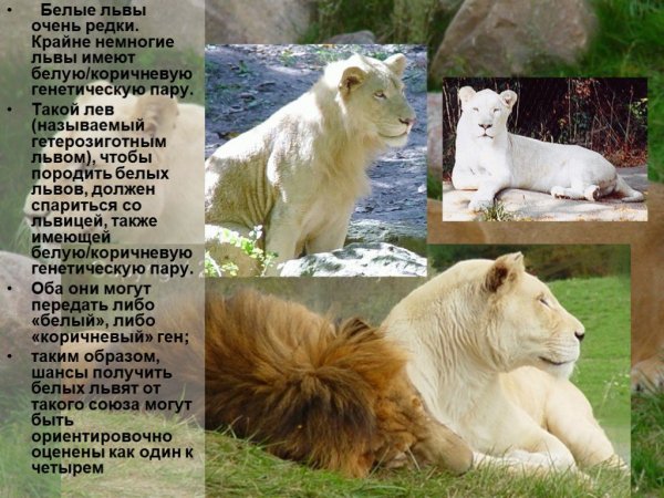 Белые львы