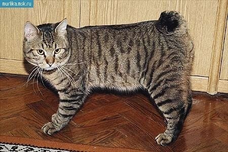 Курильский бобтейл